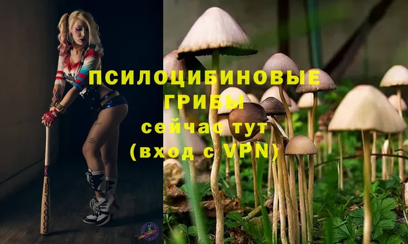 гидра ссылка  Киреевск  Псилоцибиновые грибы Cubensis 